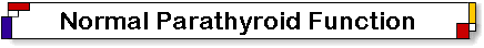 Parathyroid glands produce parathyroid hormone. How parathyroid glands function and what parathyroid glands do.