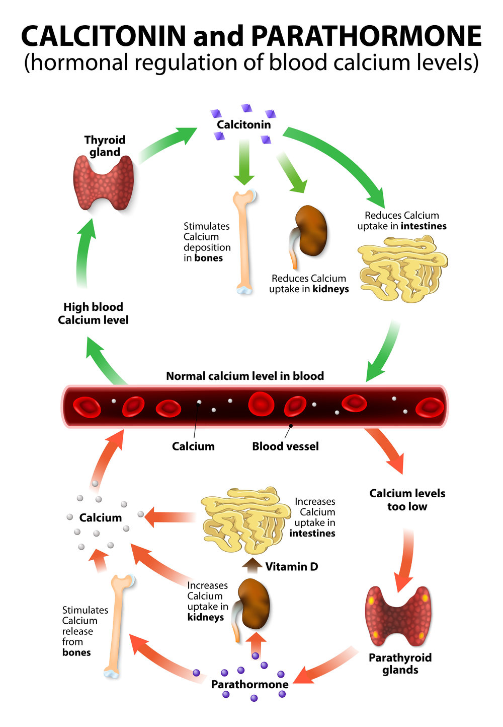 Understanding Blood Pressure Readings and Chronic Hypertension - Calcium